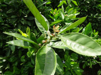 DSC00666